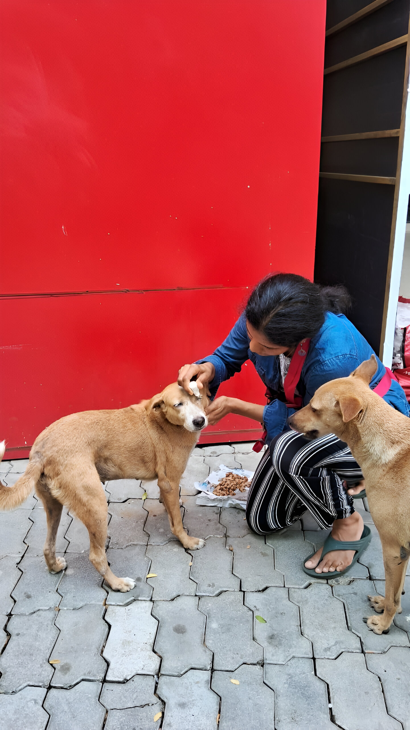 International animal rescue work